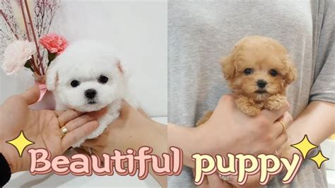 Teacup bichon frise and Toy poodle video Cutest and lovely puppy - Teacup puppies KimsKennelUS ...