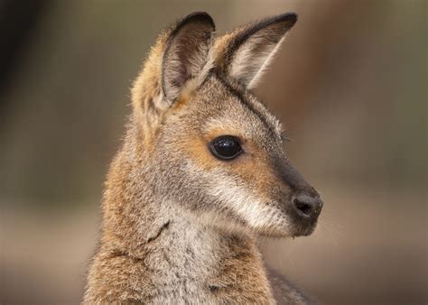 Wallabies Als Huisdier - Vogels