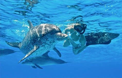 Oahu Dolphin Swimming Tours | 3 Best in Hawaii | Live Your Aloha | Dolphin tours, Dolphins ...