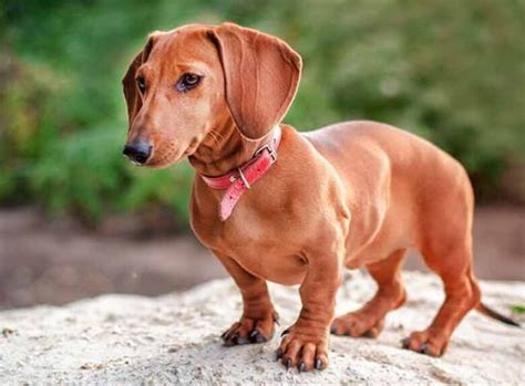 29+ Dachshund Puppies To Buy Photo - Bleumoonproductions