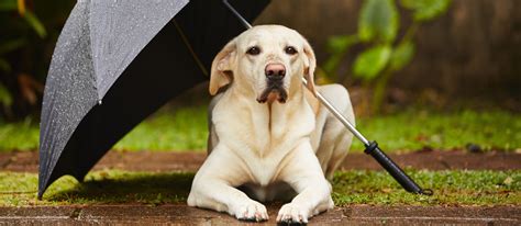 The Best Umbrellas for Dogs in 2022 | My Pet Needs That