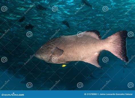 Gulf Grouper (Mycteroperca Jordani) Stock Photo - Image of fisheries, deep: 31578080