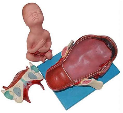 Buy YZ-YUAN Full - Term Fetus Model,Three Stages Anatomical Childbirth Model,Pelvis 3 Part ...