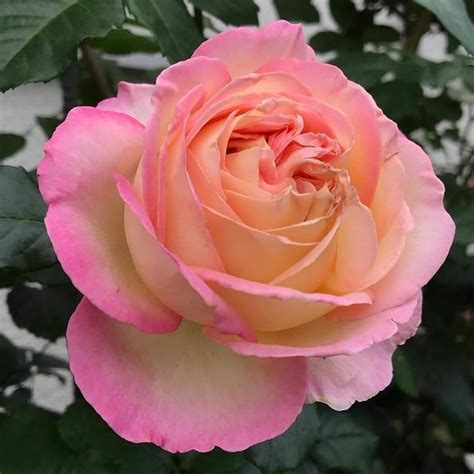 Aube rose lant(Thai grafted hight 80 cm), Furniture & Home Living, Gardening, Plants & Seeds on ...