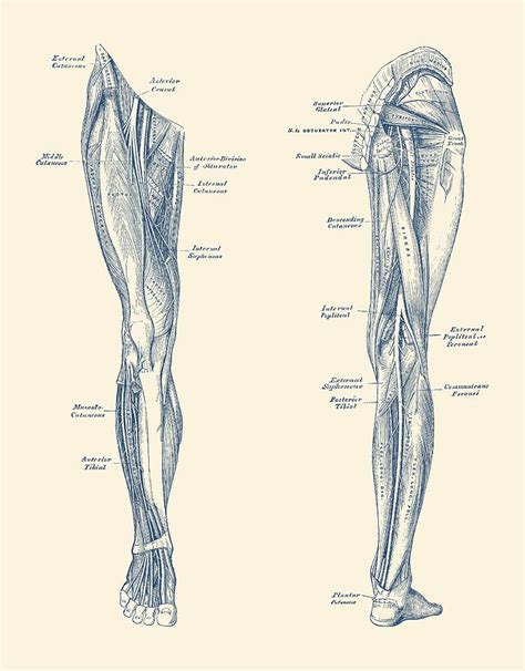 Leg Muscular System - Dual-View - Vintage Anatomy Print Drawing by ...