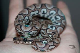 Rainbow Boa Morphs and Types - StarDust Scales