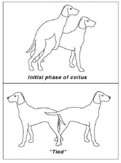 The Copulatory Tie In Dog Breeding