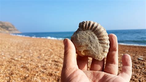 Jurassic Coast, Dorset, Uk : fossils