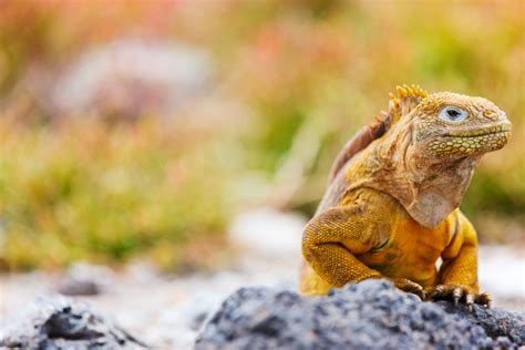 Galápagos Islands: Wildlife Cruise by Private Yacht - AdventureWomen