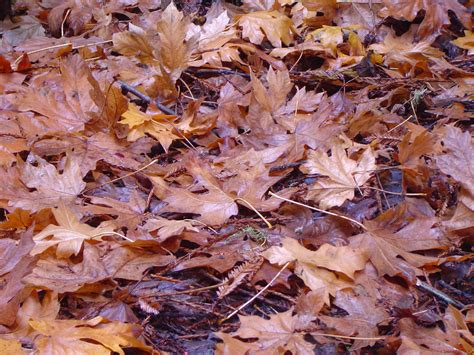 Image of autumn leaves background | CreepyHalloweenImages