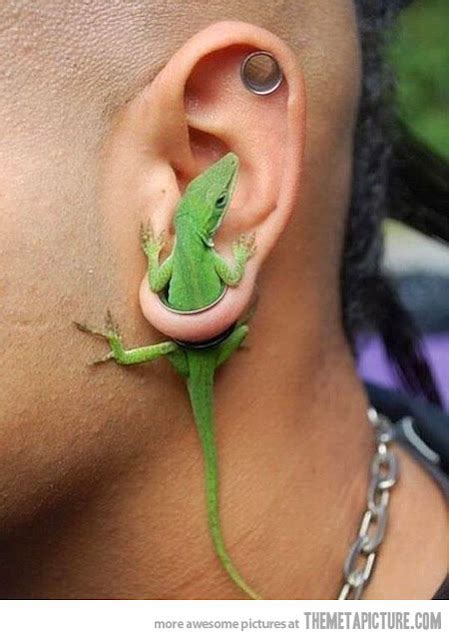 Animals I Admire: Lizard in ear