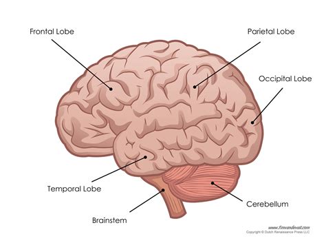 Brain Diagram Worksheet