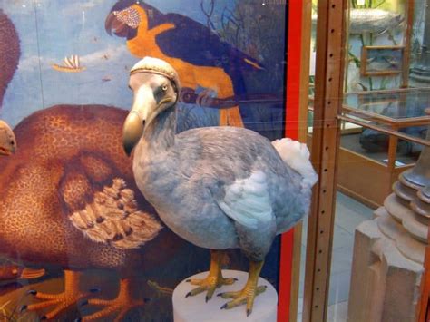 Dodo Bird Facts: Habitat, Diet, Extinction & More | Facts.net - Facts.net