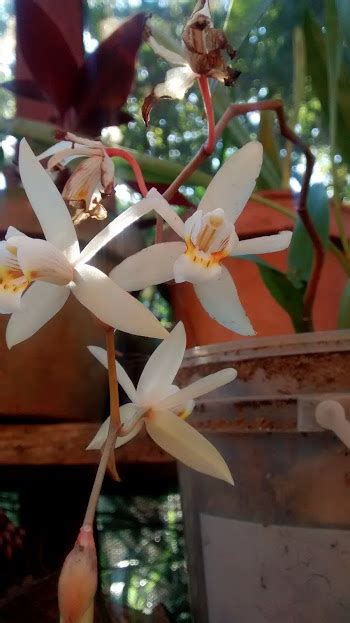 O peculiar mundo das orquídeas