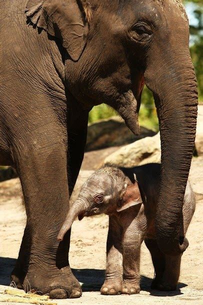 dailypetfwd: Taronga's first female elephant calf