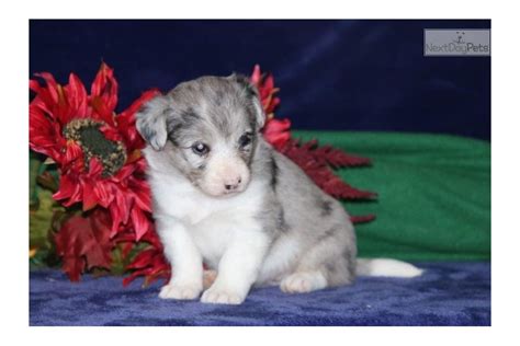 Anna Poodle Mix: Corgi, Pembroke Welsh puppy for sale near Lancaster, Pennsylvania. | a6c4c04e-8c91