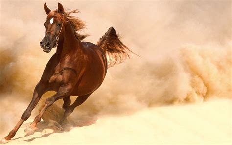 Running Horse Wallpaper Hd For Desktop : Horse Wallpaper Running Horses ...