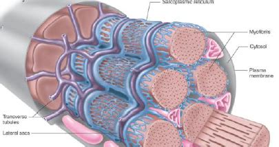 Muscle formation: EC coupling & mechanisms of contraction | VIA Revision Wiki | FANDOM powered ...