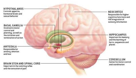 Marijuana and Hashish - St. Joseph Institute for Addiction