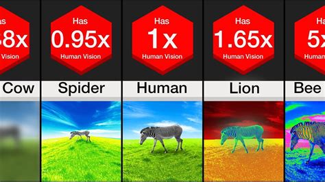 Comparison: Animal Vision - YouTube in 2021 | Human cow, Visions, Animals