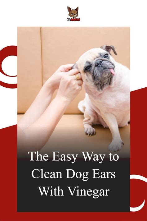 How to Clean Dog Ears with Vinegar - The Easy Way - K9 Rocks in 2021 | Clean dog ears, How to ...