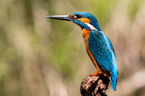 Close-Up Shot of a Kingfisher · Free Stock Photo