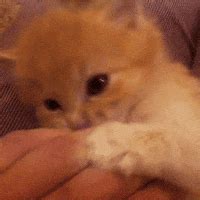 Cat Biting GIFs - Find & Share on GIPHY