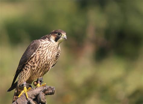 Vroege vogels Foto - Vogels - Woestijnbuizerd