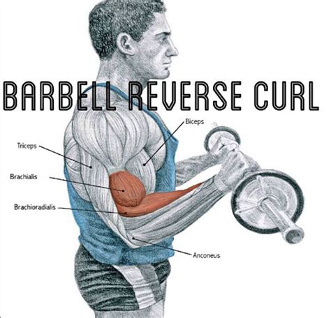 Barbell Reverse Curl - Everything About Fitness