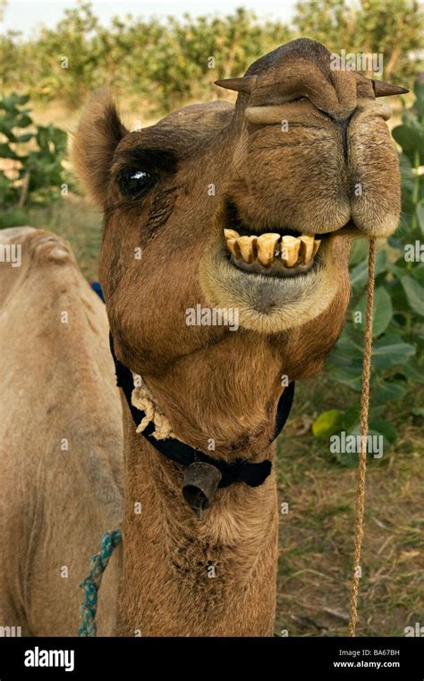 Camel showing teeth hi-res stock photography and images - Alamy