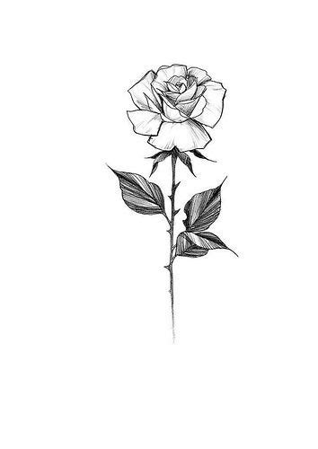 Rose Sketch Tattoo Design Drawings