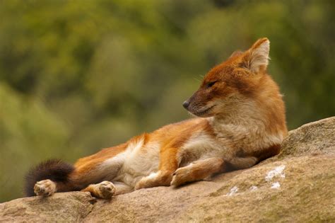 Dhole - Wikipedia, the free encyclopedia