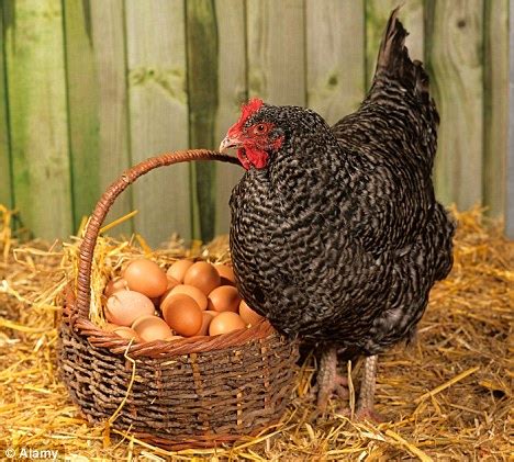 m e t a n o v e r d e: Ingleses voltam a criar galinhas em casa para garantir os ovos, na crise
