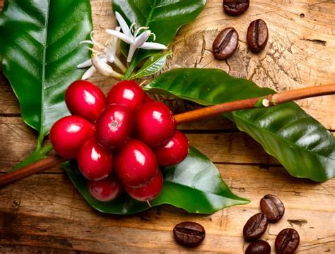 A Closer Look at the Different Coffee Species Coffee Tree, Coffee Plant ...