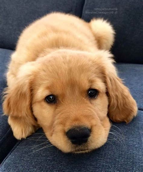 Baby Golden Retriever | Puppies, Cute dogs, Golden retriever baby