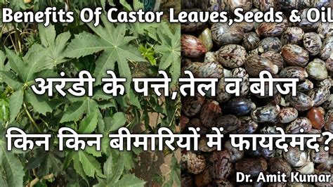 Benefits Of Castor Leaves,Seeds & Oil | अरंडी के पत्ते,तेल व बीज किन ...