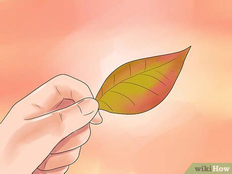 3 Ways to Care for a Weeping Cherry Tree - wikiHow