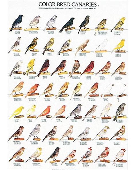 Color Bred Canary Part 1 Poster in 2020 | Canary birds, Pet birds parrots, Bird breeds