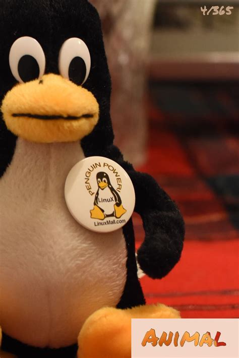 Tux the Linux mascot 4/365 | Photo a day challenge, Linux, Photo a day