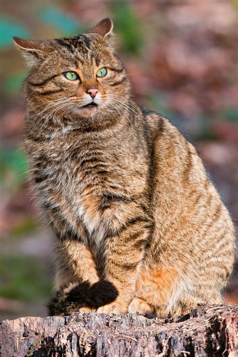 European wildcat (Felis silvestris silvestris) / Polish: żbik | Wild ...