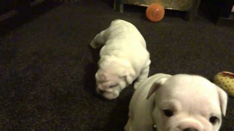 bulldog pups playing and having fun...for sale now - YouTube