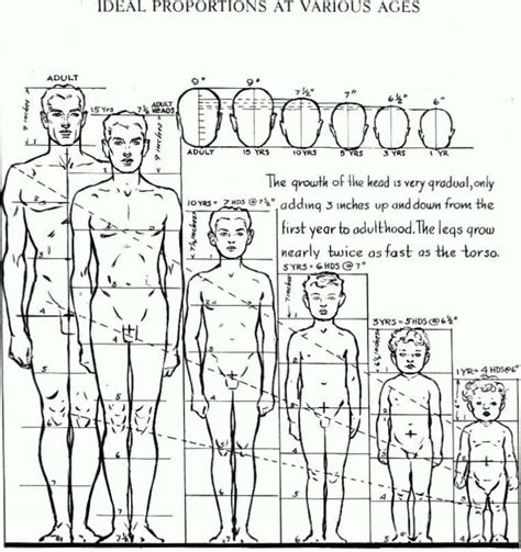 Proportions of the Human Figure : How to Draw the Human Figure in the Correct Proportions – How ...