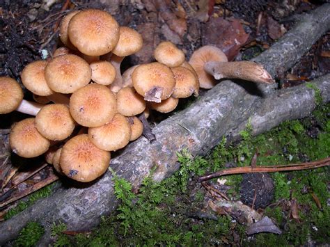 Armillariella (=Armillaria) tabescens This is the "Ringless Honey Mushroom" - and was growing ...