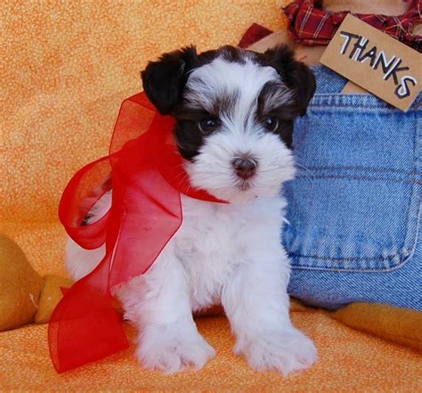 Miniature Toy Teacup Schnauzers for Sale | Toy Teacup Miniature ...