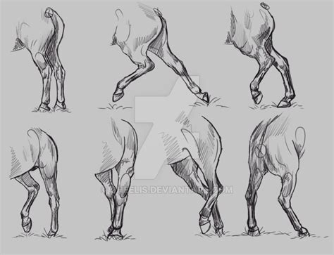 horse hind legs anatomy - Google Search | Animal drawings, Horse art drawing, Horse anatomy