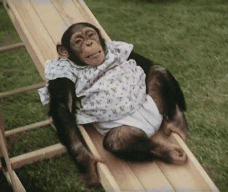 Monkey Animal GIFs - Find & Share on GIPHY