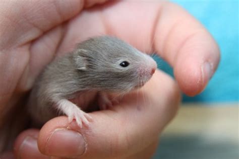 Free Images : mouse, wild, corn, mammal, hamster, rodent, fauna, rat, vegetables, vertebrate ...