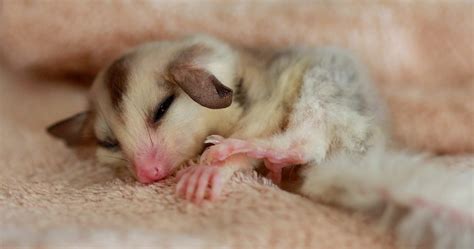 Sugar Glider Sleeping