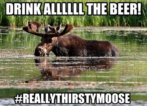 #PortsBeerClub: Moose Memes