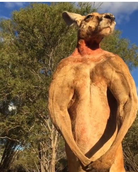 Buff Kangaroo | Kangaroo, Alpha male, Wildlife adventure